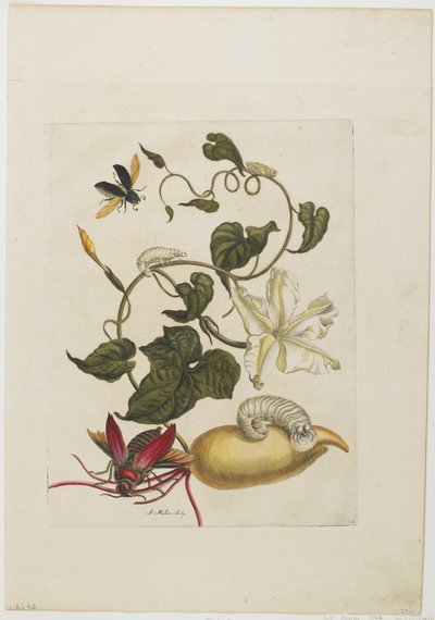 Roter Käfer, Weiße Prunkwinde, 1705-71 von Maria Sibylla Merian